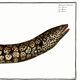 Poster about the moray eel, based on an old engraving from 1746.