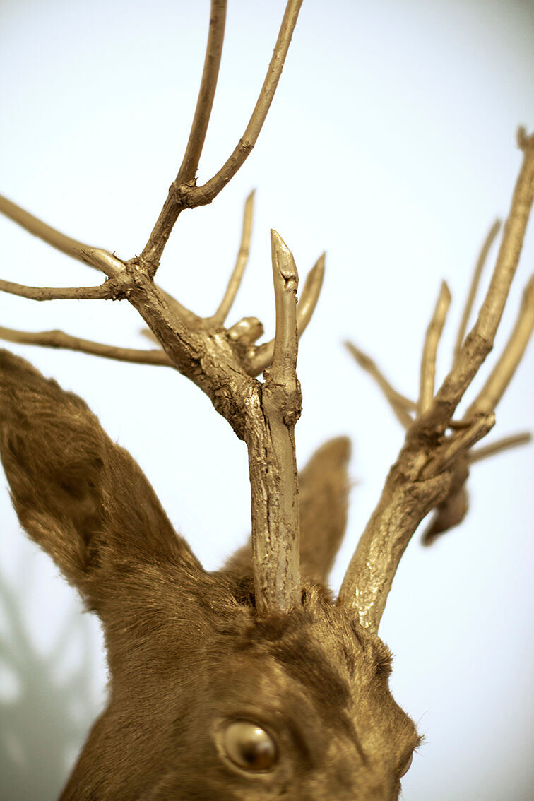 Trophy bust head chevreuil deer taxidermy gold gold