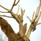 Trophy bust head chevreuil deer taxidermy gold gold