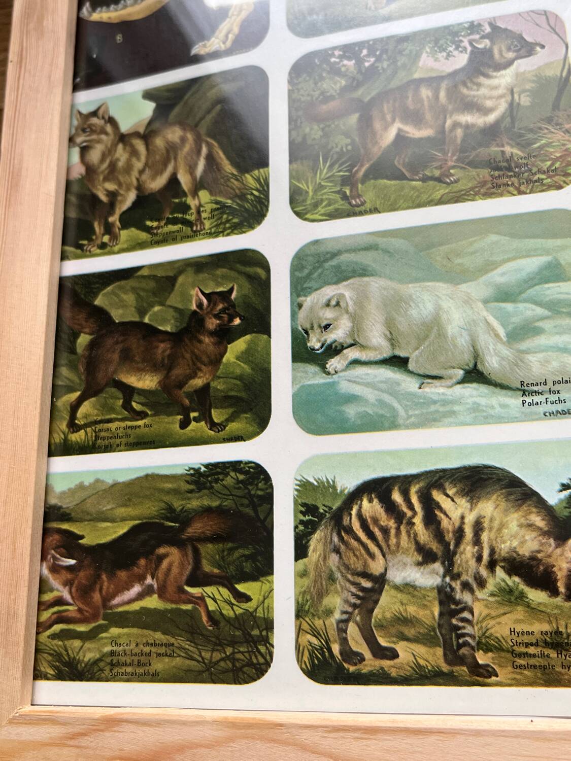 Affiche animalière ancienne