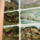 Affiche animalière ancienne