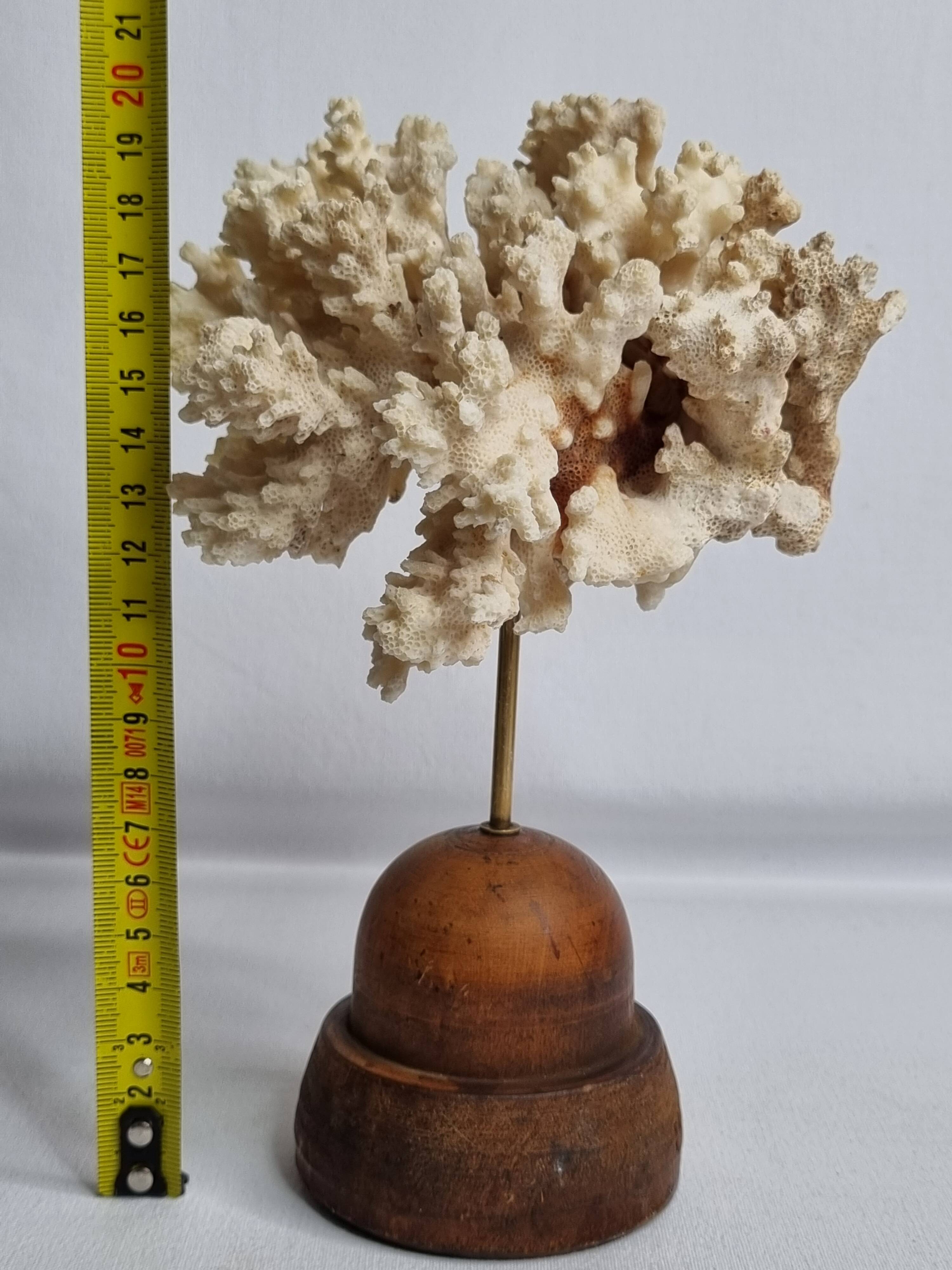 Antique ornamental coral Acropora on solid wood base, 16 cm