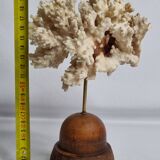Antique ornamental coral Acropora on solid wood base, 16 cm