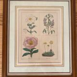 Botanical plate of 4 flowers from the 1960s.