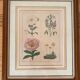 Botanical plate of 4 flowers from the 1960s.