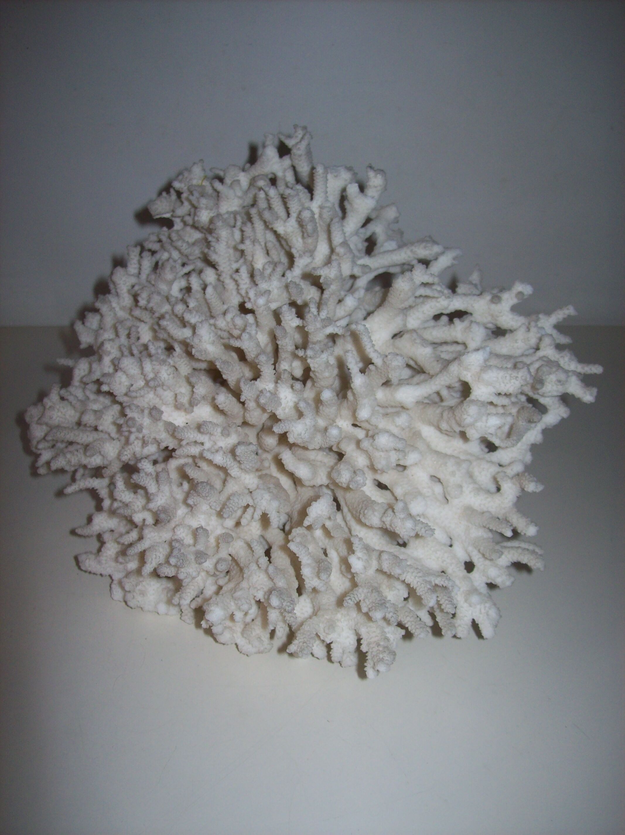 White coral