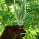 10 Arques Crystal Champagne Flutes, Fleury Cut Flamépis Pattern