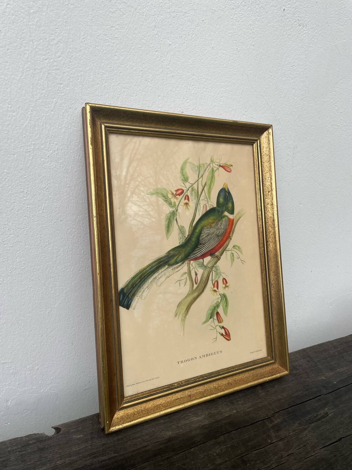 Golden wooden bird frame ornithological board