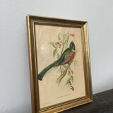 Golden wooden bird frame ornithological board