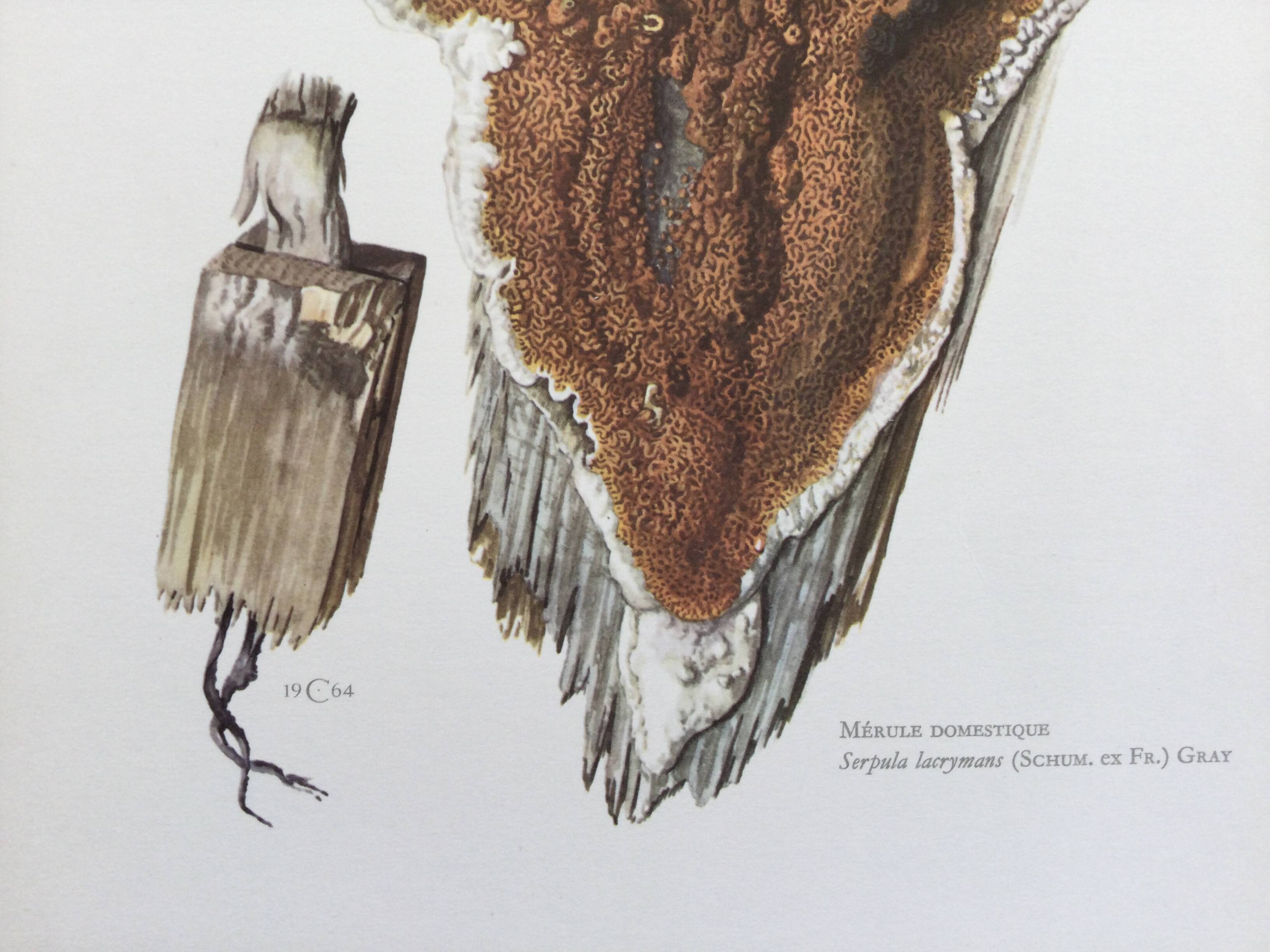 Polypore Mushroom Botanical Illustration. Vintage Print from the 60s.