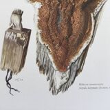 Polypore Mushroom Botanical Illustration. Vintage Print from the 60s.