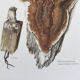 Polypore Mushroom Botanical Illustration. Vintage Print from the 60s.