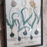 Framed botanical board