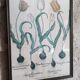 Framed botanical board