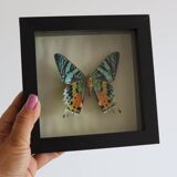 Frame 1 vintage naturalized butterfly