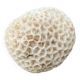 Corail blanc  vintage