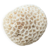 Vintage white coral