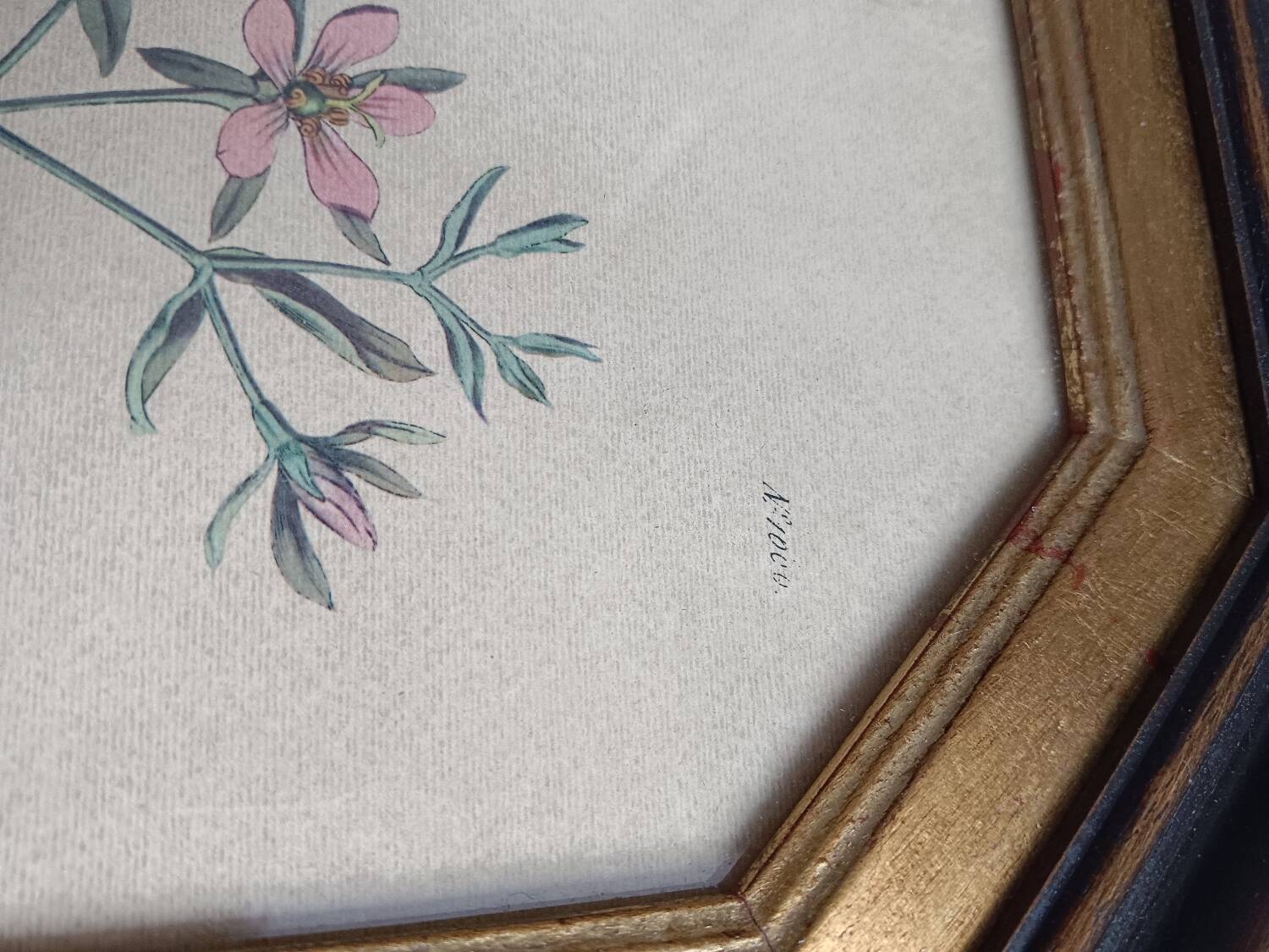 Old octagonal frame lithograph flower plant