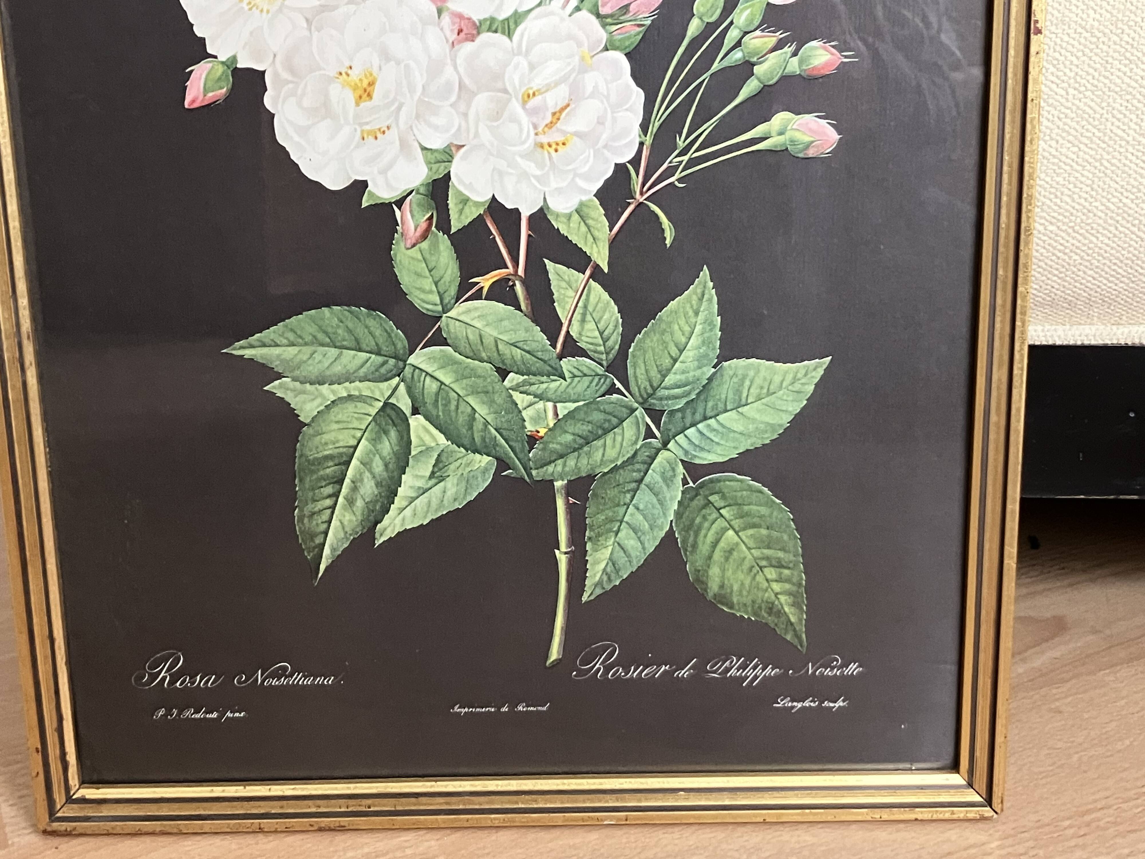 Lithograph - botanical plate "Rose of Philippe Noisette" by PJ Redouté