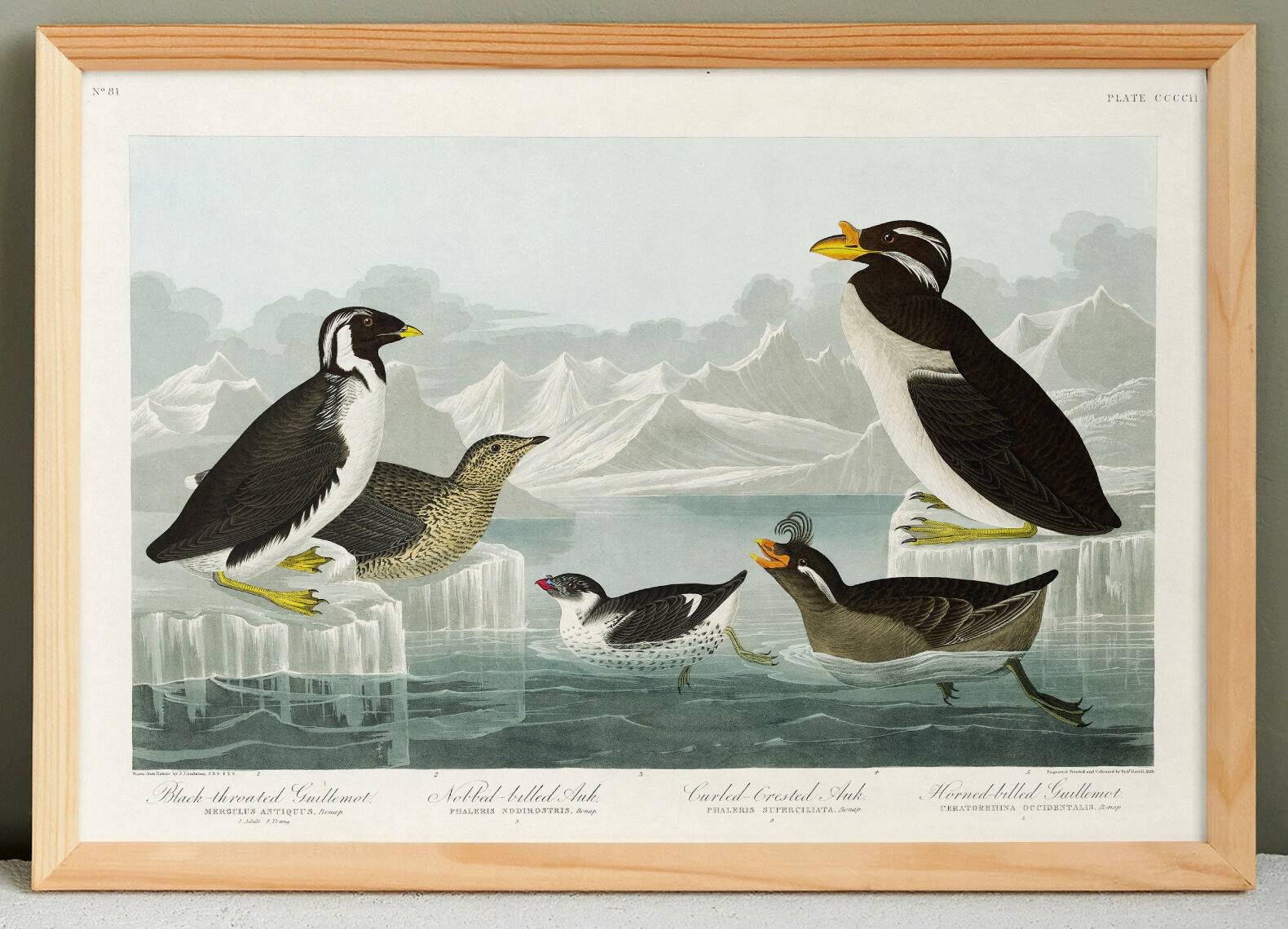 Poster about guillemots and Arctic penguins, based on an engraving