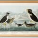 Poster about guillemots and Arctic penguins, based on an engraving