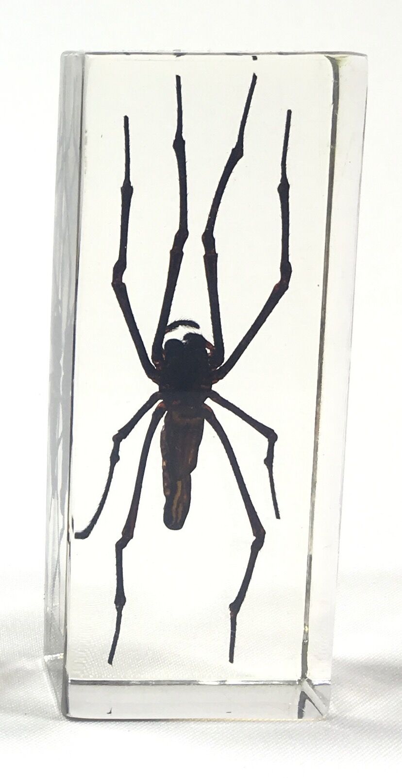 Lot of 3 insects under inclusion resin