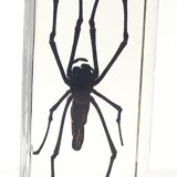 Lot of 3 insects under inclusion resin