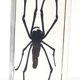 Lot of 3 insects under inclusion resin