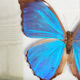 Guyanne Morpho naturalized butterfly