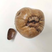Seau à glaçons noix de coco vintage