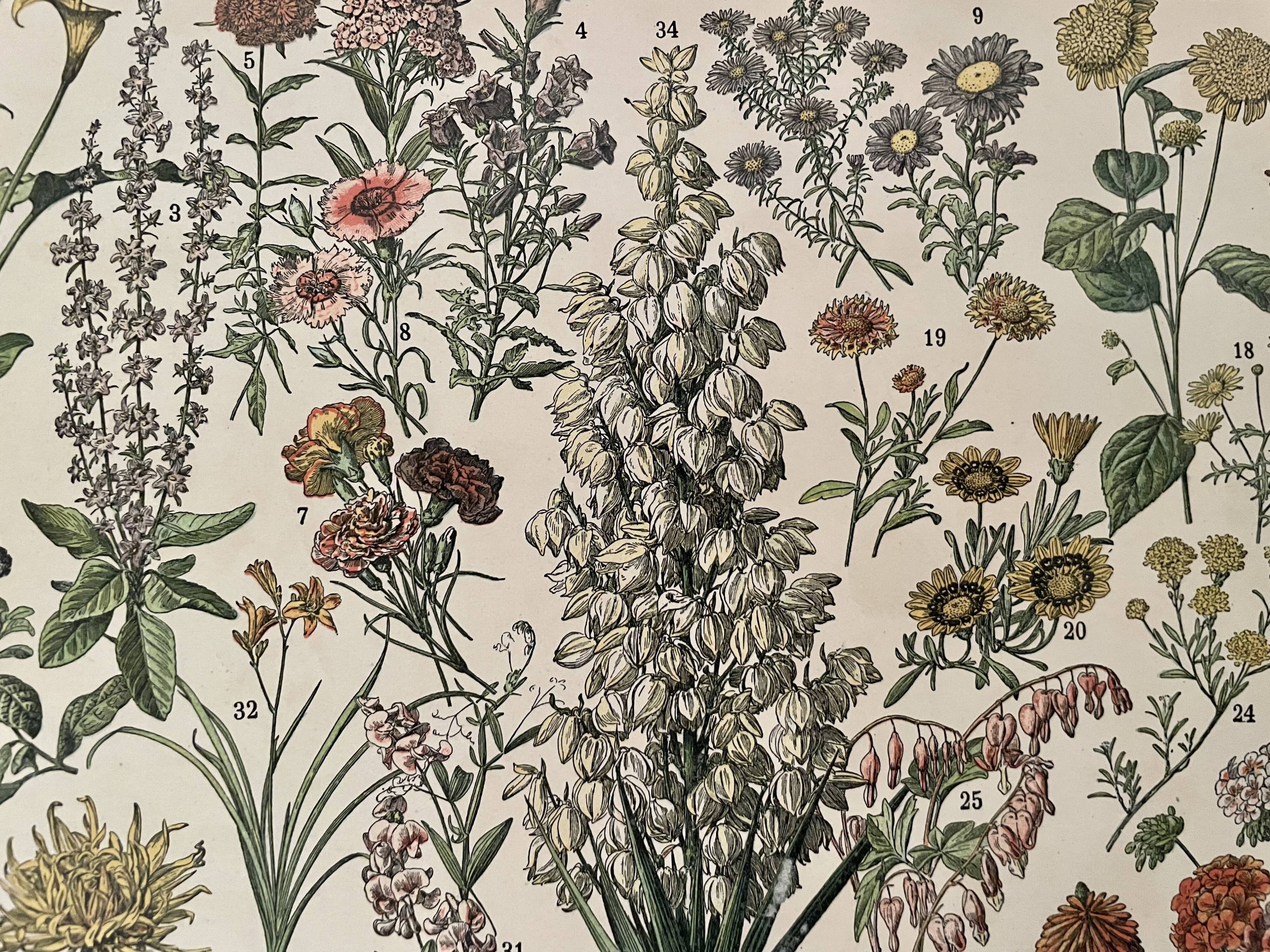 Lithographie sur les fleurs (amarante) - 1900