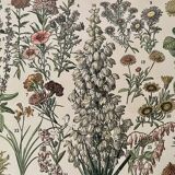 Lithograph on flowers (amaranth) - 1900