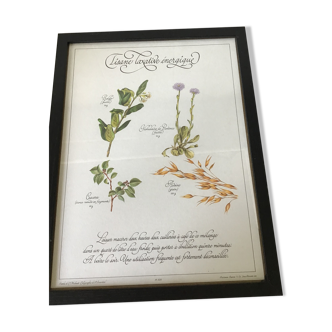 Botanical engraving precious herbal teas framed