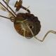 Vintage wall light with golden wheat ears Maison Masca Florence 70s