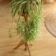 High wooden plant stand - handmade in the 80s - Vintage