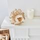 Shell candle holder