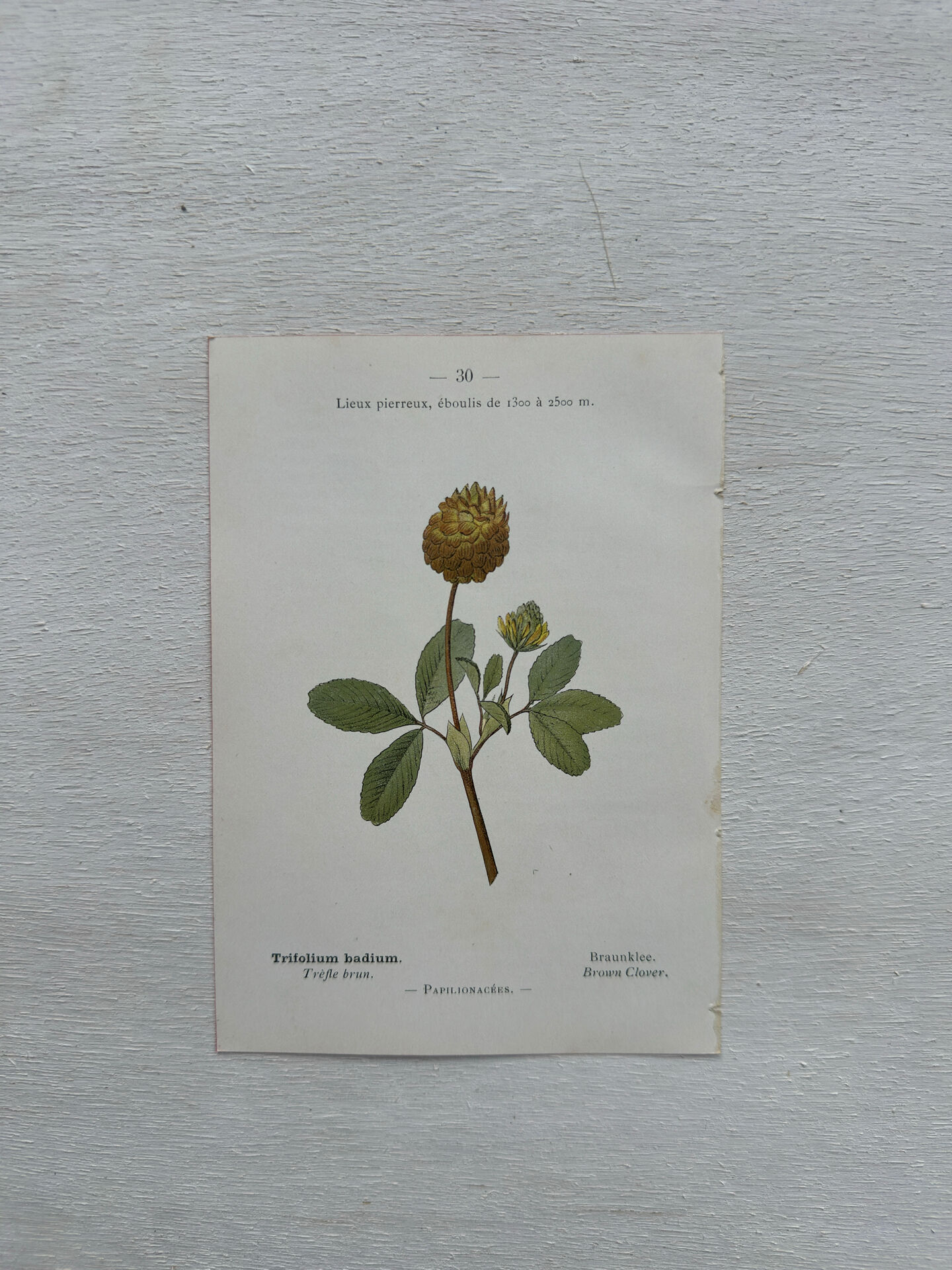 Botanical Plate 1800 Old Naturalist Engraving 19th Century Double-Sided