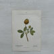 Botanical Plate 1800 Old Naturalist Engraving 19th Century Double-Sided