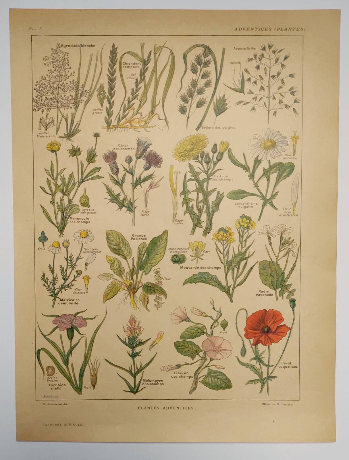 Original engraving from 1922 - "weeds" - Old botanical plate of weeds