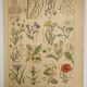 Original engraving from 1922 - "weeds" - Old botanical plate of weeds