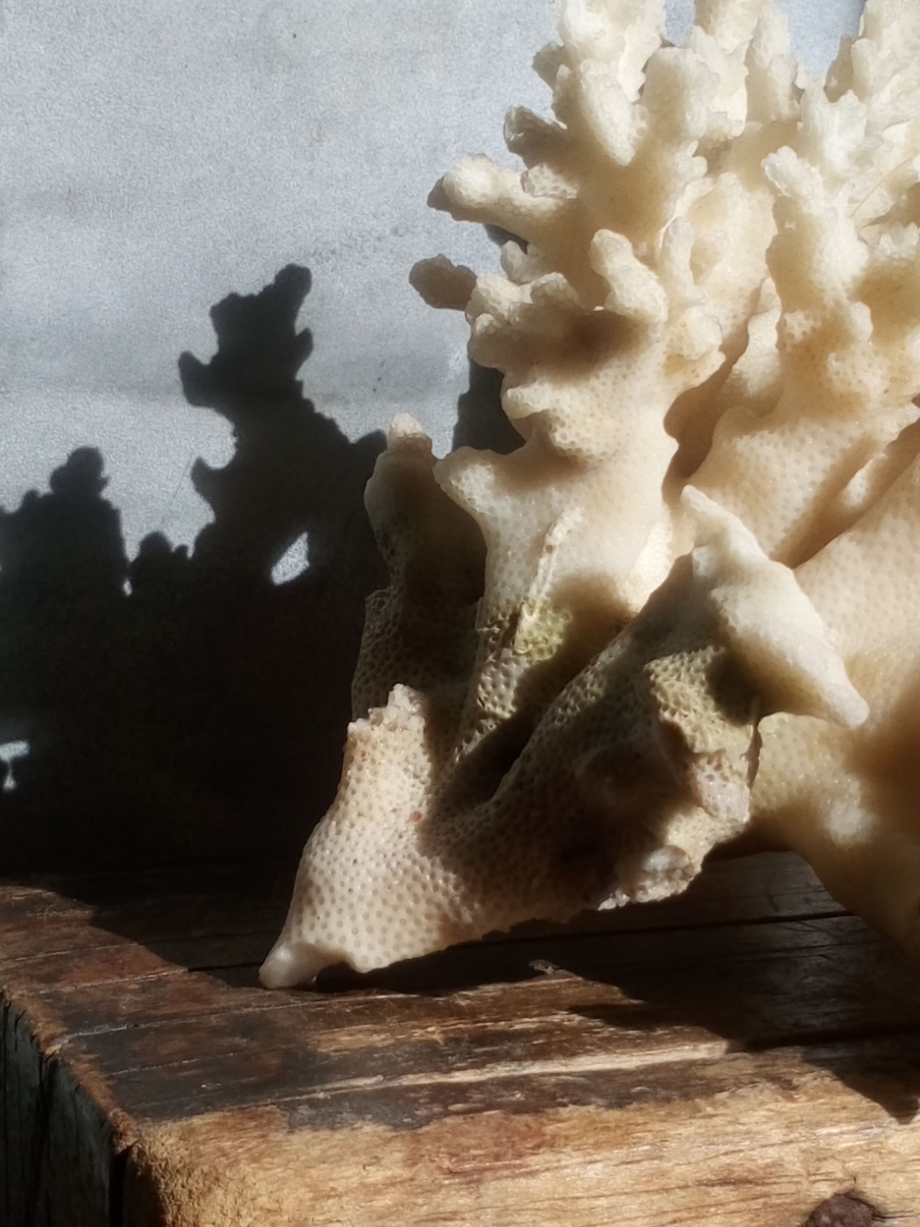 Ancient white coral bouquet