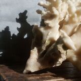 Ancient white coral bouquet