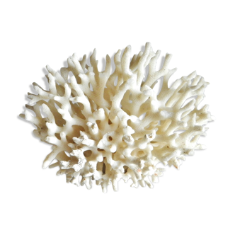 Corail blanc 13 x 10 cm