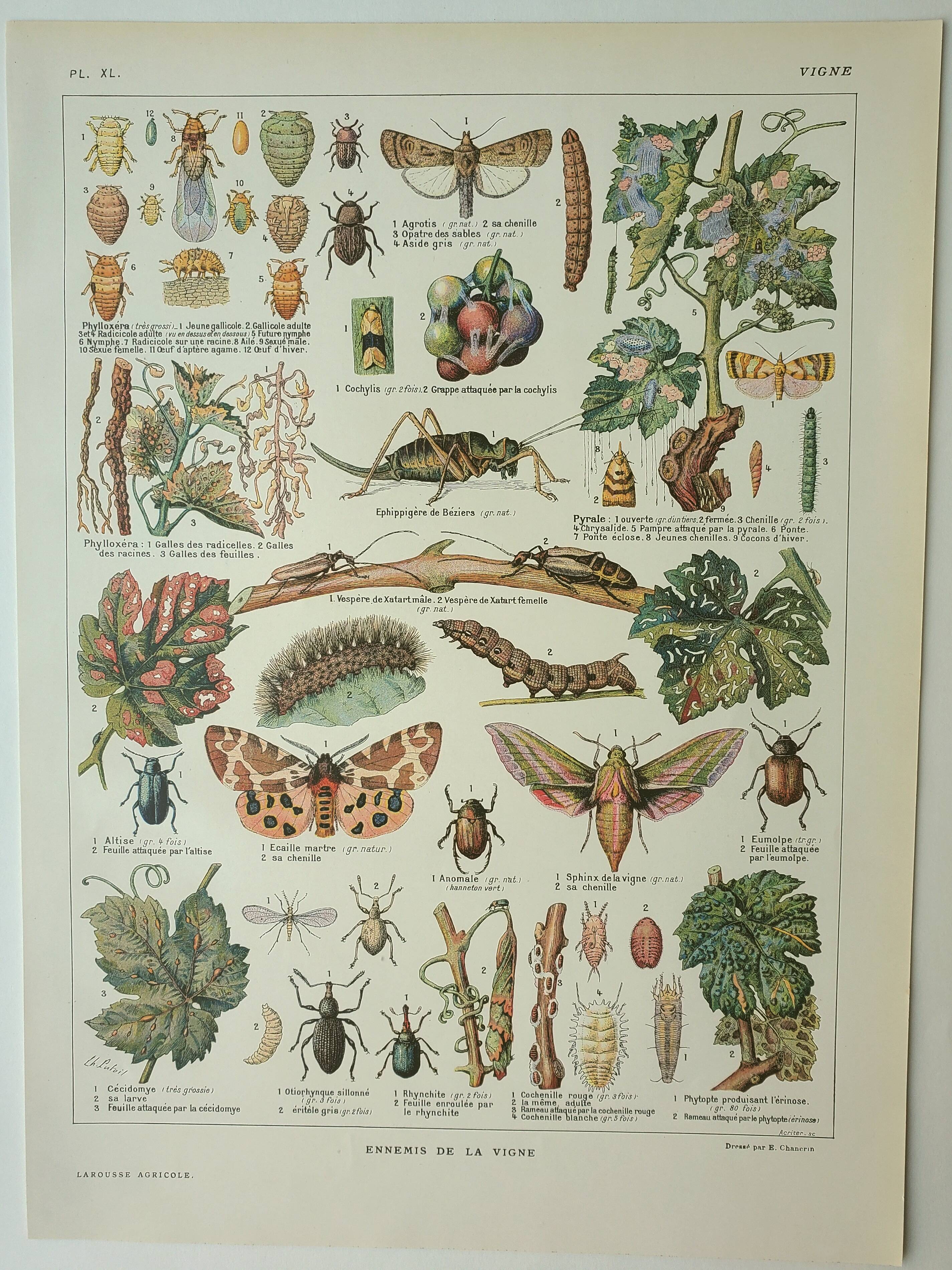 Old engraving 1922, Vine, enemies, insects, grapes, harvest • Lithograph, original illustration