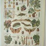 Old engraving 1922, Vine, enemies, insects, grapes, harvest • Lithograph, original illustration