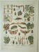 Old engraving 1922, Vine, enemies, insects, grapes, harvest • Lithograph, original illustration