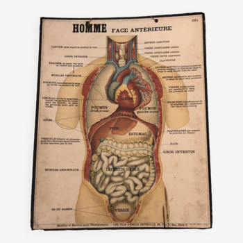 Planche Deyrolle corps humain / médecine