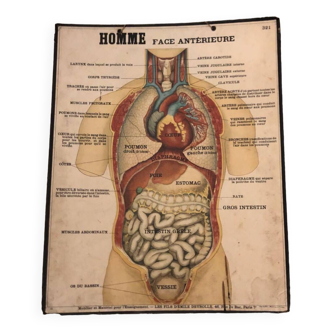 Deyrolle board human body / medicine