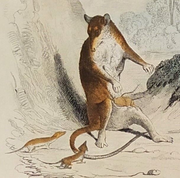 Original zoological plank " sarigues - gerboise - little grey " buffon 1838