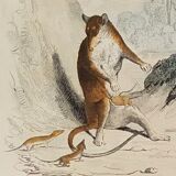 Original zoological plank " sarigues - gerboise - little grey " buffon 1838